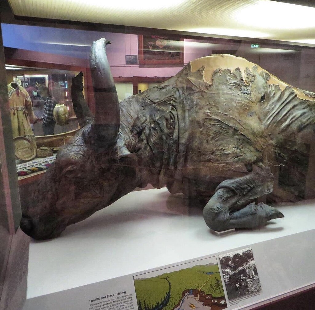 Blue Babe is a 50,000-year-old mummified steppe bison that was ...