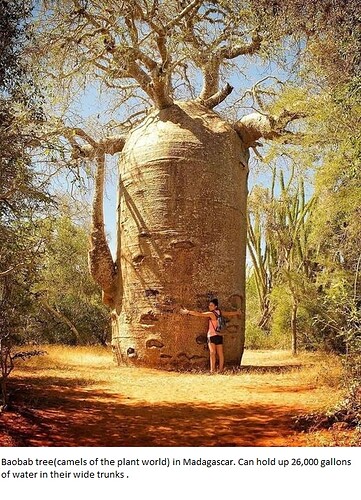 351152592_243105065009812_5763739837043534746_n