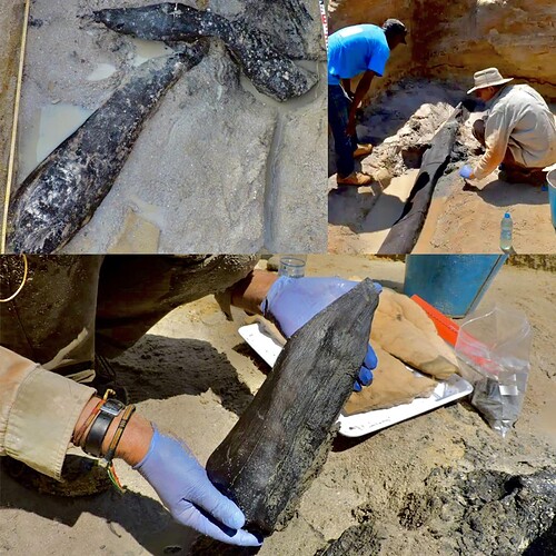The oldest known wooden structure is 476,000 years old, found in Zambia, it suggests early humans built much earlier than thought