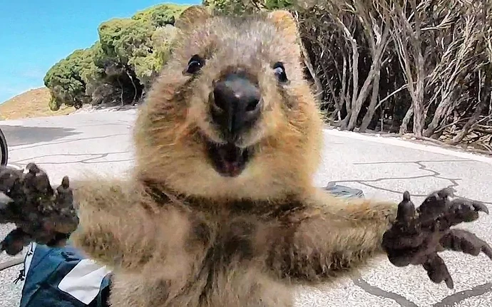 quokka best hug