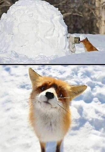 Wildlife photographer sits in an igloo for days to get the perfect shot.