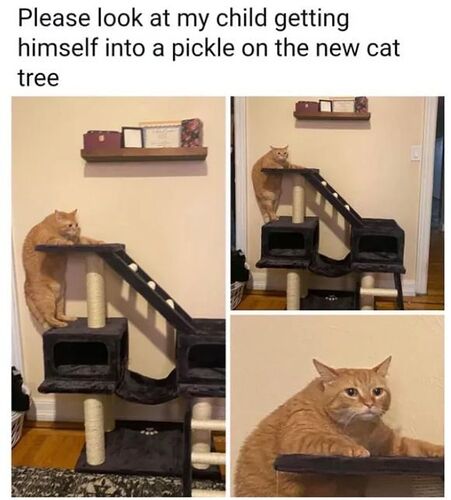 cattree