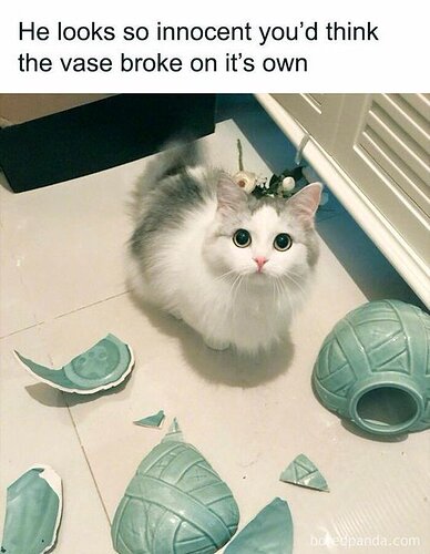 catvase