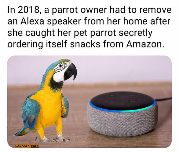 alexa parrot