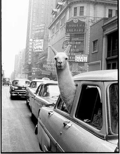 1957 llama in time square