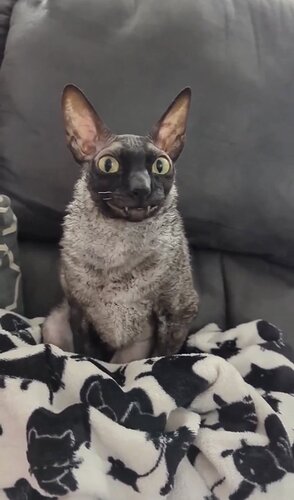 Cornish Rex cat