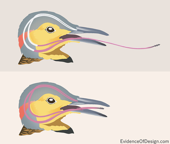 woodpecker-tongue-eating