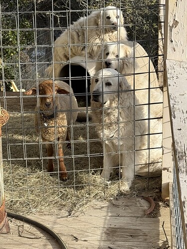 9C511EF1-EFB5-46BE-AB5B-9D5DDA473F2A_1_105_c