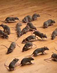 Rat Swarm.jpg