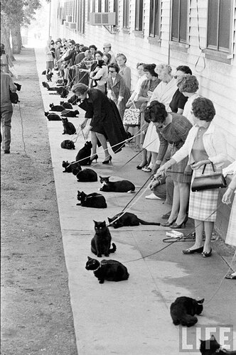 Black cat auditions, Hollywood 1961