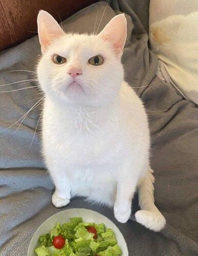 cross cat with salad