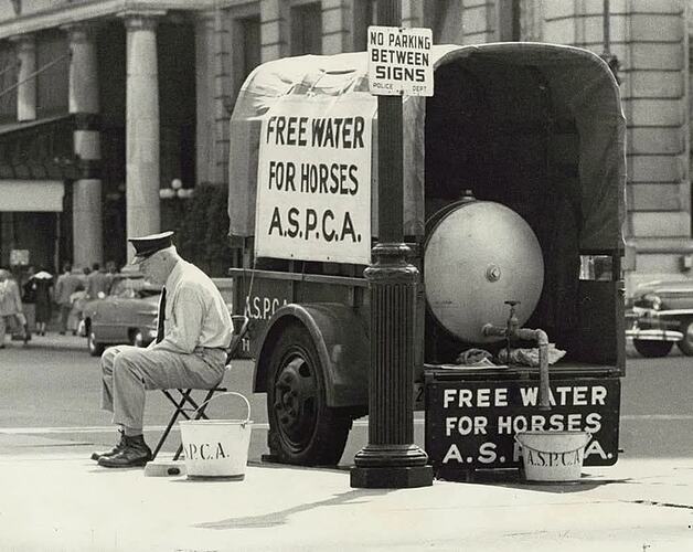 On Central Park South, next to the Plaza Hotel, the ASPCA offers free water for horses, July 1952