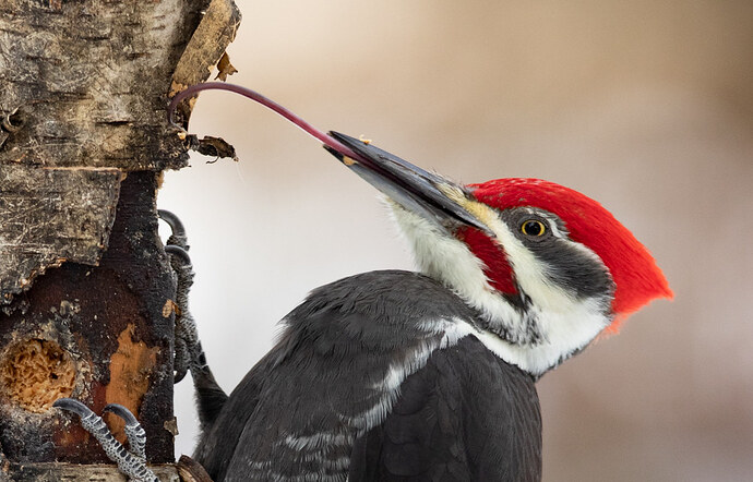 Pileated-Tongue