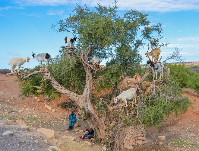 Goats-in-trees-Essaouira-Morocco-1024x775