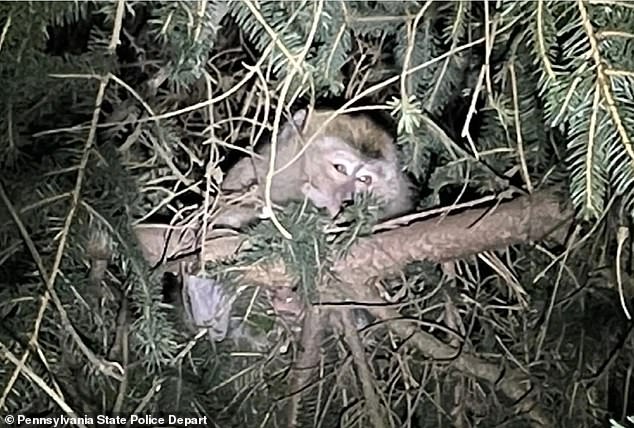 PETA reminded residents after the crash that 'there is no way to ensure that monkeys are virus-free.' Pictured, one of the monkeys was found hiding in a tree