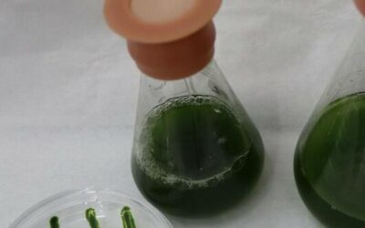 Israeli/German discovery could lead to mass production of algae-based sustainable food