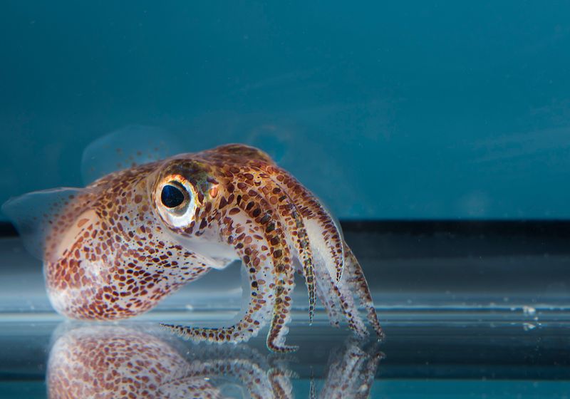 Octopus Genome Article Giza Community