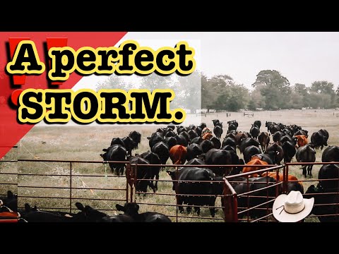 "RECORD HIGH CATTLE PRICES in 2023?" Beef Cattle Market | Drought