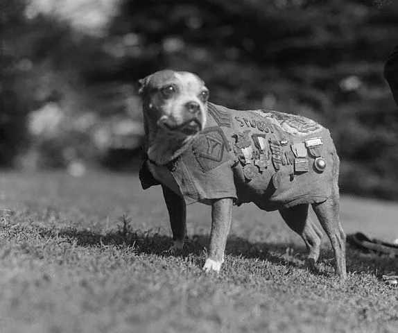 SgtStubby