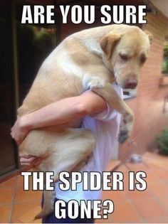 spiderdog