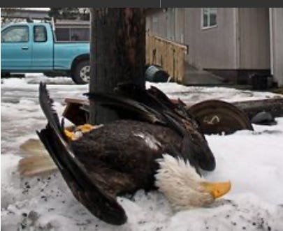 fallen eagle