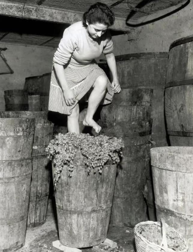 Woman stomping grapes in Frascati, Italy (1957)