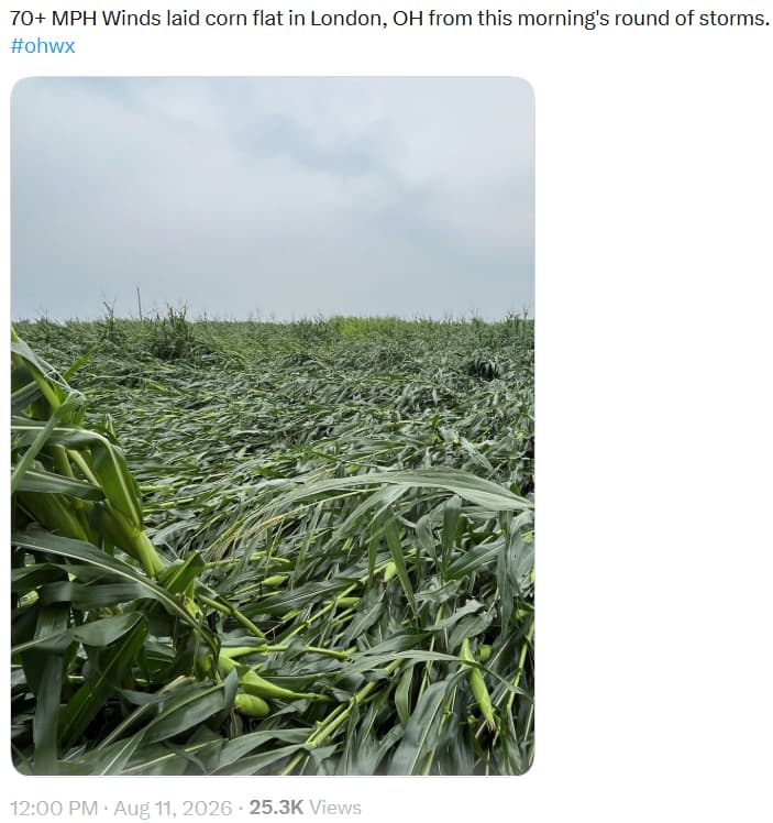 IMG-2026-0811-CornFlattened-LondonOhio