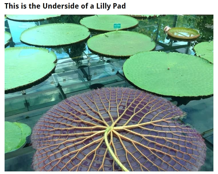 Underside of a Lilly Pad